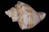 藏品(峨螺)的圖片